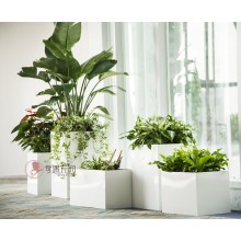 專注室內(nèi)綠植服務(wù)8年，綠植租賃，免費(fèi)養(yǎng)護(hù)，一站式商務(wù)空間